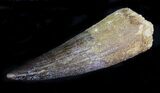 Large Spinosaurus Tooth - Great Preservation #23957-3